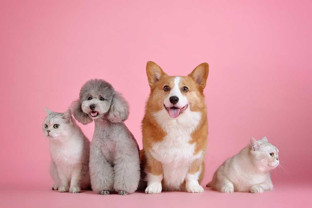 How to Involve Your Pets in Your Wedding Day